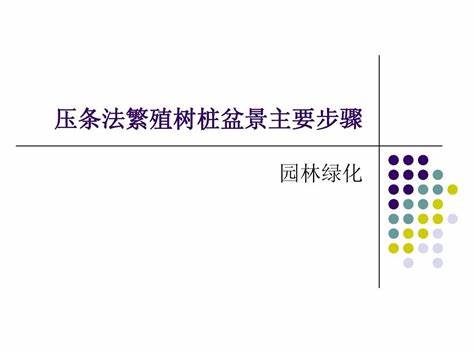 5000元金弹子树桩盆景价格表