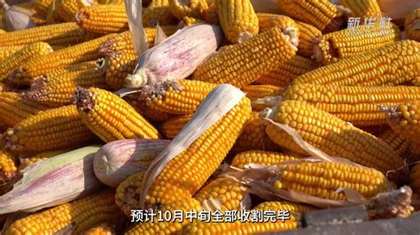 在希望的田野上 | 黄淮海主产区复合种植大豆玉米开镰收获--农经视角官网
