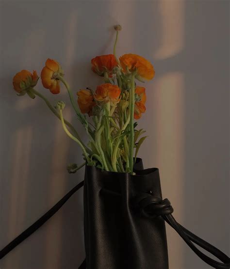 ins背景图猫图片