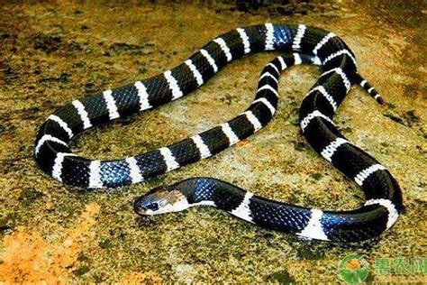 湖南常见的蛇,蛇类_大山谷图库