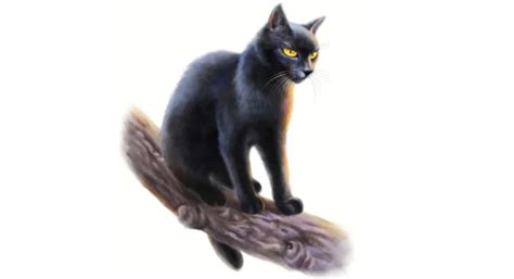 猫猫武士拟人好帅摄影师:simabssn图片