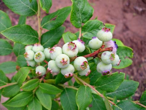 直销矮丛蓝莓苗盆栽庭院果树苗南方北方种植当年结果兔眼蓝莓树苗-阿里巴巴