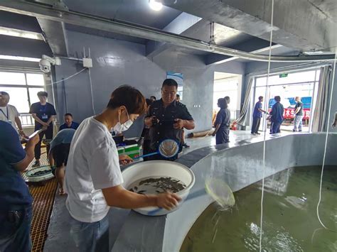 长岛站开展贝类苗种规模化繁育，助力水产养殖业高质量发展-中国水产科学研究院