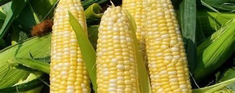 SBS902玉米种子简介，4月中旬播种 - 农宝通