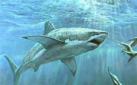 世界上最大的鲨鱼排行
