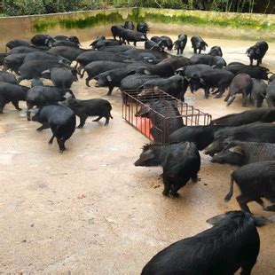 10斤以上的藏香猪养殖喂养方法 巴马香猪猪苗多少钱一头 保证健康-阿里巴巴