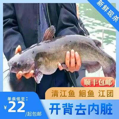 液氮牛蛙_清江鱼_巴沙鱼_开背鱼_海鲈鱼_湖南晟湖食品有限公司