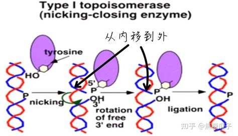一种共表达烯醛还原酶和葡萄糖脱氢酶的重组基因工程菌及其应用的制作方法
