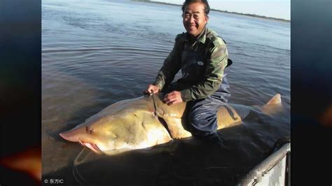 渔民捕获一条长3米重500斤大鱼卖15万_腾讯视频
