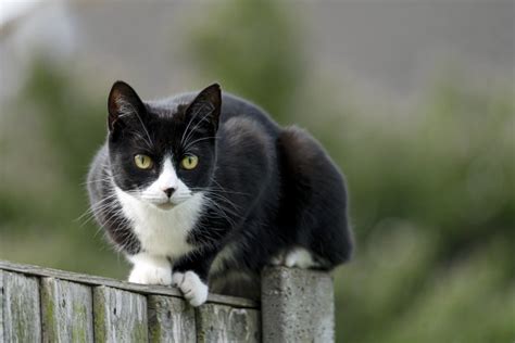 黑白相间的猫高清图片下载-正版图片307593667-摄图网