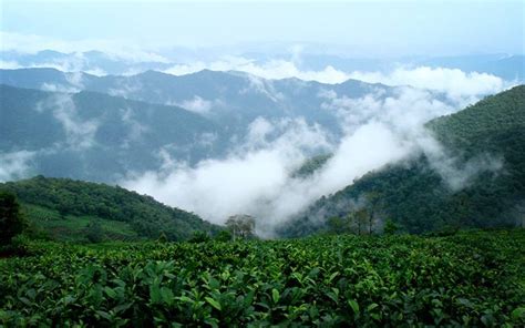 思茅：一个名字源于竹子的地方「老包说茶」-爱普茶网,最新茶资讯网站,https://www.ipucha.com