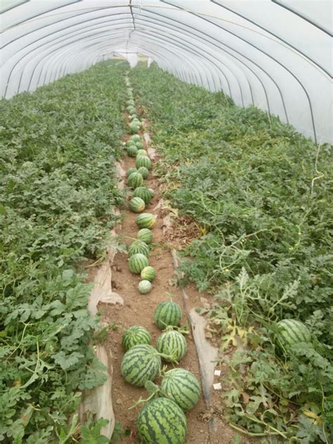 大棚西瓜种植技术是怎样的，种植10亩西瓜可以赚多少钱- 农林牧渔科技_赢家财富网