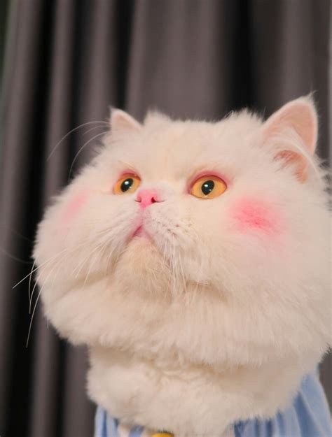 球球是只猫图片