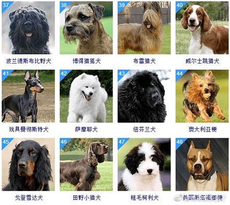 犬类智商排名前十名一览表（世界智商排名前十的狗狗品种）_玉环网