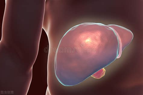 判断肝脏是否存在疾病的检查，肝弹和肝纤四项哪个准？ - 知乎