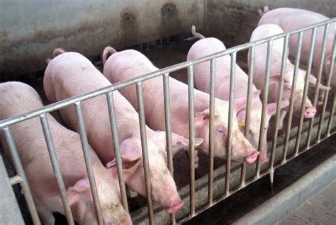 猪场环保践行榜样 提名-济宁嘉鸣养殖公司