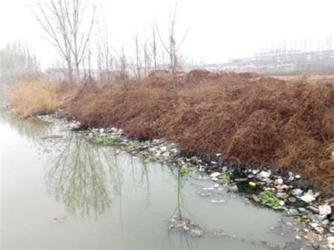 治理城市黑臭水体也要重视发挥水生态系统本身的作用__凤凰网