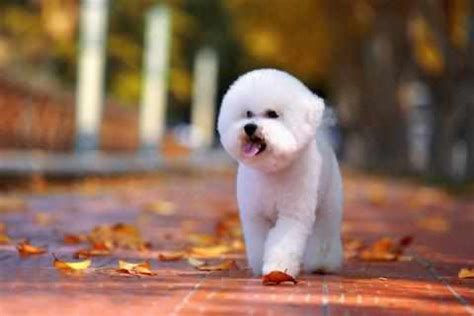 这十种小白狗，哪一种是你的最爱？喜欢第五种的，都是女神|白狗|狗狗|最爱_新浪新闻