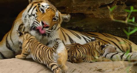动物园的老虎视频素材下载,高清实拍,视频模版_凌点视频素材网