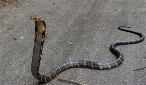 黑眉蛇图片，来看看被俗称“家蛇”的黑眉锦蛇是什么样子？_蛇的图片_毒蛇网