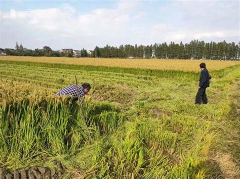 安徽两系杂交稻育种技术领先全国 - 安庆市宝林农业发展有限公司