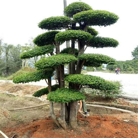 植物造型可大幅度提高苗木附加值-绿宝园林网