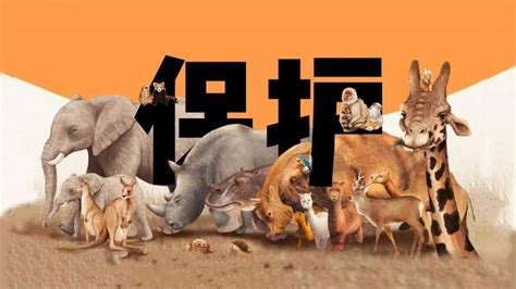 保护野生动物海报设计图片下载_红动中国