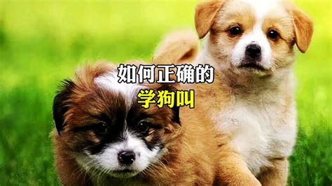 狗叫图片