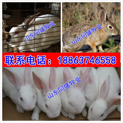 东明县2017獭兔的价格走势LLL_供应信息_金农网