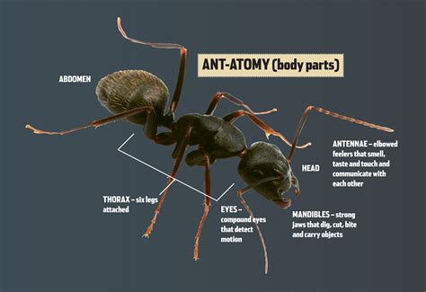 Ant Anatomy For Kids