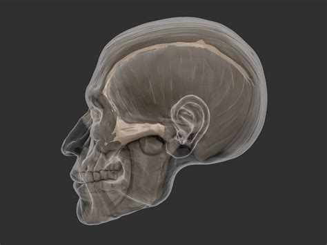 【头部骨骼结构图】【图】头部骨骼结构图鉴赏 专家带你解读9大结构(3)_伊秀健康|yxlady.com