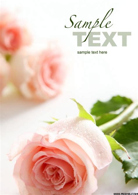 9张高清玫瑰花语图片素材 - 爱图网设计图片素材下载