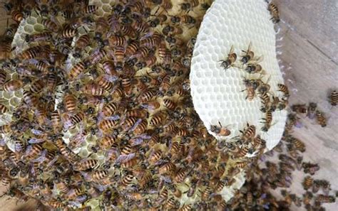蜂窝对蜜蜂有什么作用？|蜂房|蜜蜂|蜂窝_新浪新闻