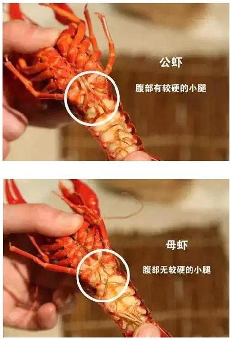 为什么汛期野生小龙虾不能吃 汛期小龙虾食用有什么危害 _八宝网