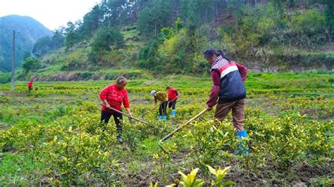 梁平区新盛镇永兴村：大力发展茶产业 让荒山变“绿色银行”