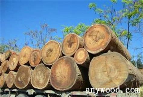 木材进出口贸易怎么样_行业资讯_木头云