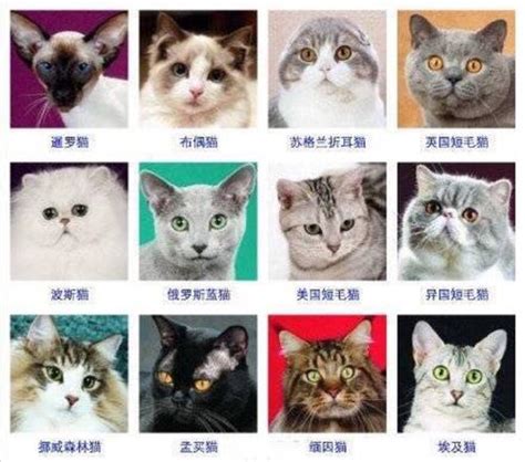 宠物猫的名字大全起名 - 宠物猫名字和图片 - 香橙宝宝起名网