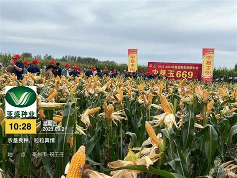 黄淮海耐高温玉米品种有哪些，豫单132的形状表现和特征特性有哪些 - 农敢网