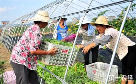 11.72万家农民合作社引领河北省现代农业发展 - 农业 - 中国产业经济信息网