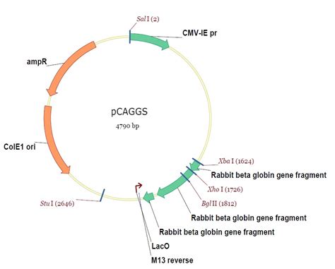 载体家小课堂 | 嵌合抗原受体（CAR）基因递送_细胞