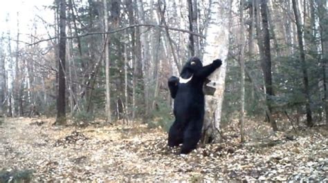 俄罗斯黑熊蹭痒秀“热舞” 视频引网友围观(图)--新疆频道--人民网