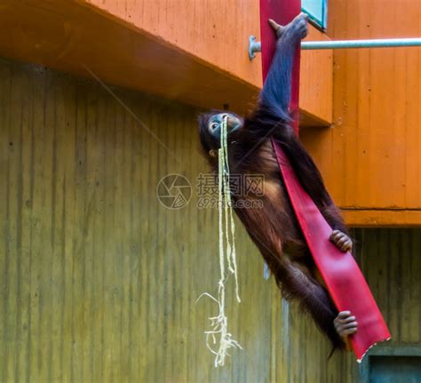 攀登人科猴典型的动物行为来自亚洲的濒危动物种群种在一条绳子上攀爬高清图片下载-正版图片307867919-摄图网