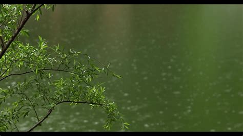 夏季池塘上的雨水雨滴4kmp4格式视频下载_正版视频编号4121880-摄图网