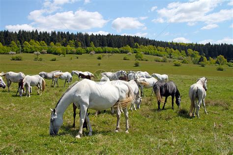 马在牧场上乡村草地农场绿色棕色动物鬃毛土地白色农业高清图片下载-正版图片321532476-摄图网