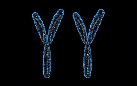 为什么男性要有一条X染色体？_基因