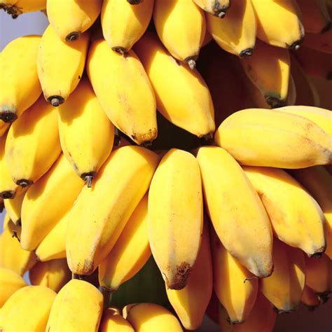 福建天宝香蕉10斤整箱漳州新鲜banana当季水果高山大香蕉芭蕉批发-阿里巴巴