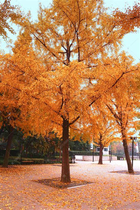 秋天的银杏叶高清图片下载-正版图片500694933-摄图网