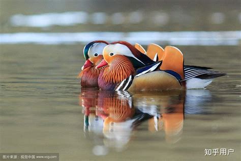 鸳鸯-甘肃湿地鸟类-图片