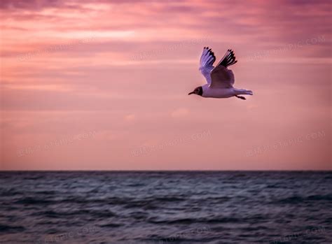 辽阔海面上翱翔的海鸥摄影高清jpg图片免费下载_编号1pehe4qkz_图精灵