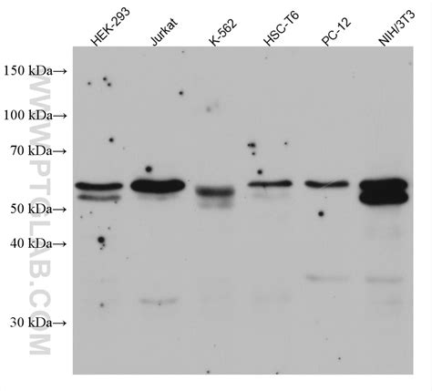 SMAD3 Antibody 66516-1-Ig | Proteintech